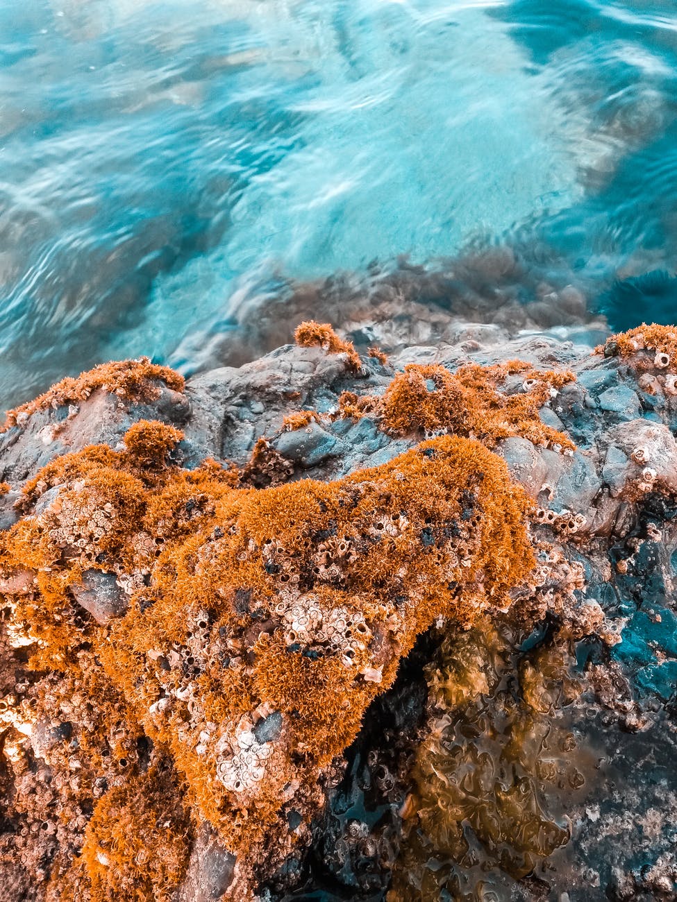 beige algae on brown rock formation near body of water
